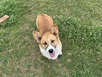 AKC Susie , a female Pembroke Welsh Corgi for sale in Jacksonville, TX – Photo 1 of 2