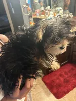 Little, a male Yorkipoo for sale in Little Elm, TX – Photo 2 of 4
