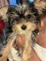 Little, a male Yorkipoo for sale in Little Elm, TX – Photo 1 of 4