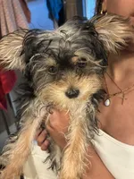 Little, a male Yorkipoo for sale in Little Elm, TX – Photo 4 of 4