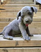 French, a male Cane Corso for sale in Birmingham, AL – Photo 3 of 3