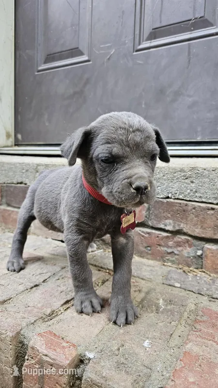 Wemby – Cane Corso puppy for sale in Birmingham, AL