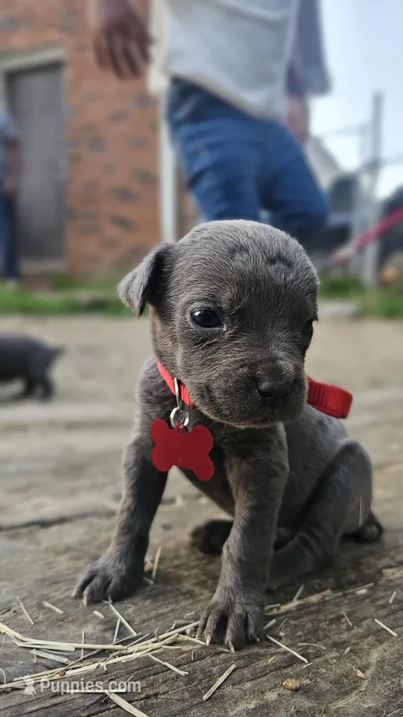 Wemby – Cane Corso puppy for sale in Birmingham, AL