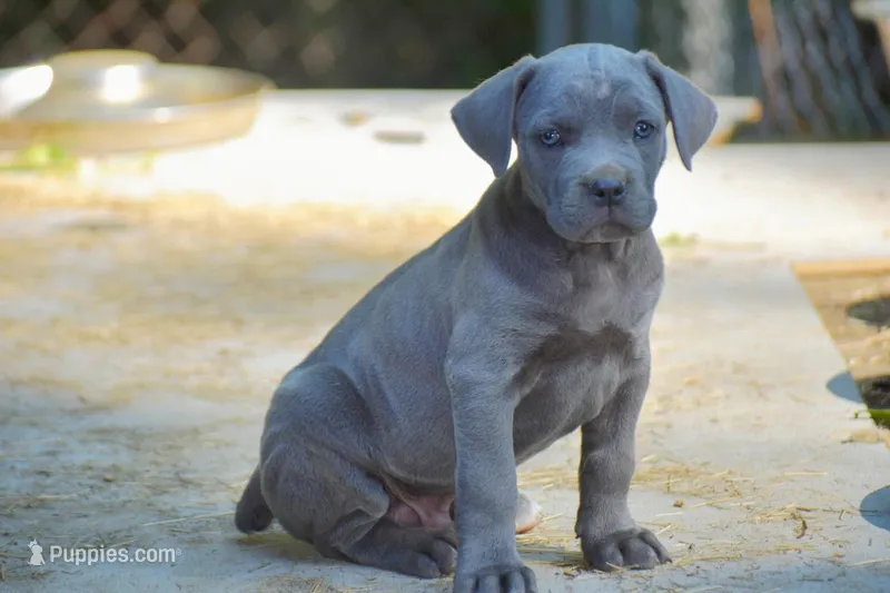 French – Cane Corso puppy for sale in Birmingham, AL