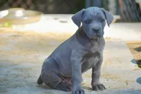 French, a male Cane Corso for sale in Birmingham, AL – Photo 1 of 3