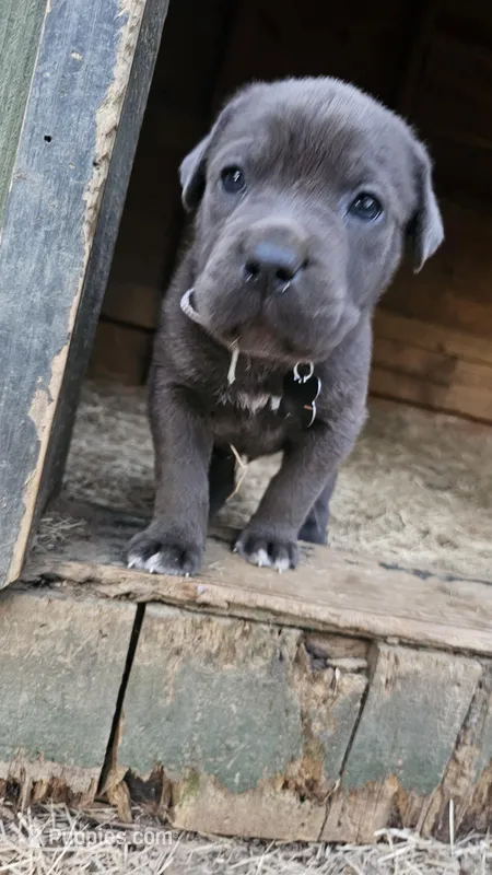 Diesel – Cane Corso puppy for sale in Birmingham, AL