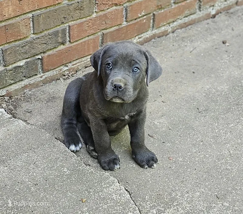 Diesel – Cane Corso puppy for sale in Birmingham, AL