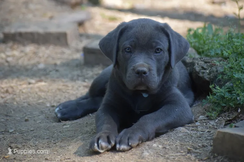 Diesel – Cane Corso puppy for sale in Birmingham, AL