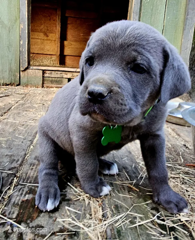 Venus – Cane Corso puppy for sale in Birmingham, AL