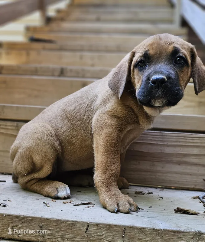 Coco – Cane Corso puppy for sale in Birmingham, AL