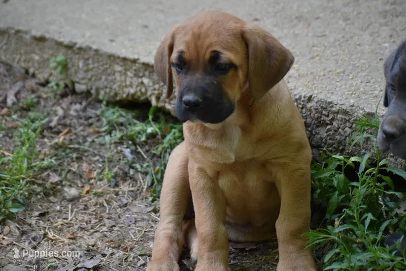 Coco – Cane Corso puppy for sale in Birmingham, AL