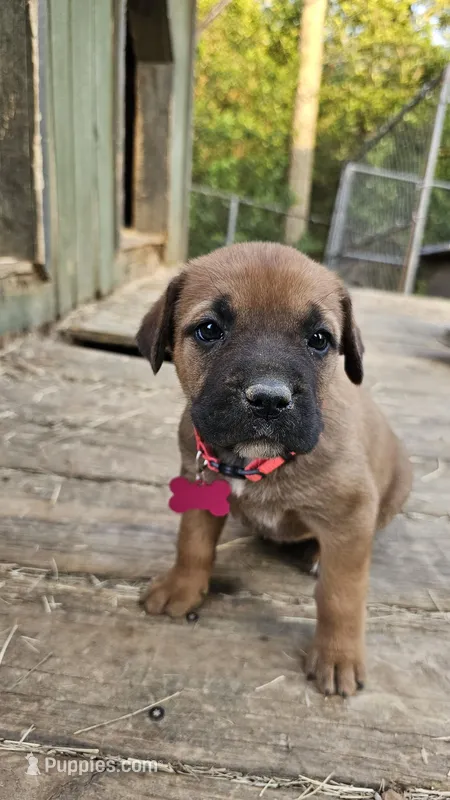 Coco – Cane Corso puppy for sale in Birmingham, AL