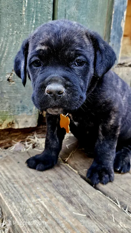 Mello – Cane Corso puppy on hold in Birmingham, AL