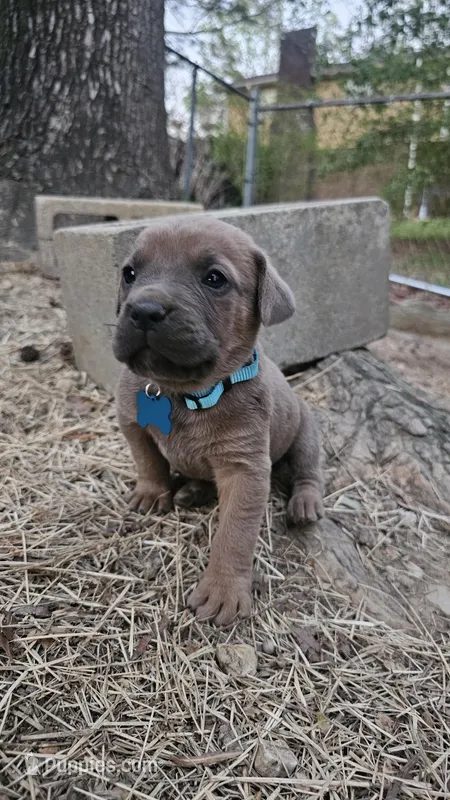 Curry – Cane Corso puppy for sale in Birmingham, AL