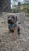 Curry, a male Cane Corso for sale in Birmingham, AL – 4 of 5