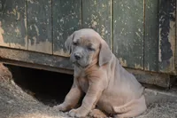 Curry, a male Cane Corso for sale in Birmingham, AL – 5 of 5
