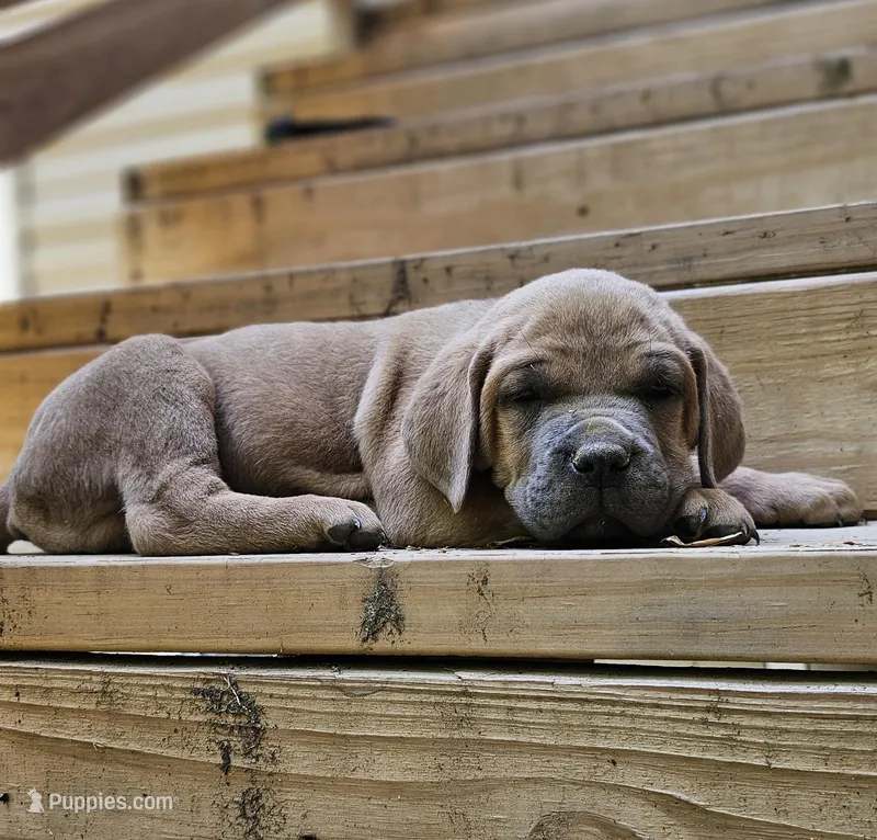 Curry – Cane Corso puppy for sale in Birmingham, AL
