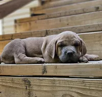 Curry, a male Cane Corso for sale in Birmingham, AL – 2 of 5