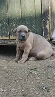 Curry, a male Cane Corso for sale in Birmingham, AL – 3 of 5