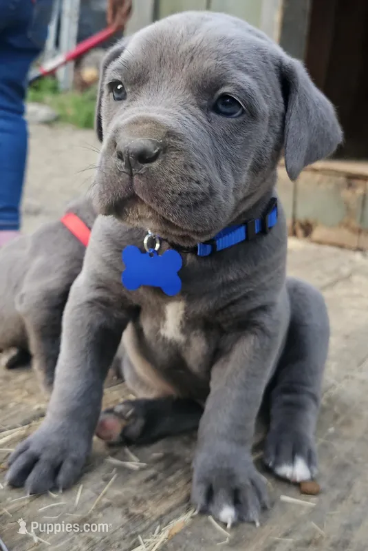 Barkley – Cane Corso puppy on hold in Birmingham, AL