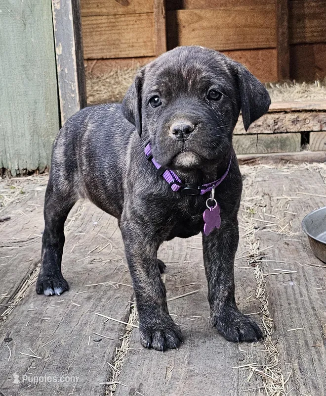 Serena – Cane Corso puppy for sale in Birmingham, AL