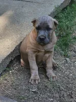 Curry, a male Cane Corso for sale in Birmingham, AL – 1 of 5