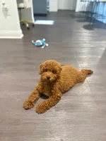 Benji, a male Poodle - Miniature  for sale in Whitestown, IN – 2 of 4
