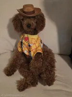 Benji, a male Poodle - Miniature  for sale in Whitestown, IN – 3 of 4