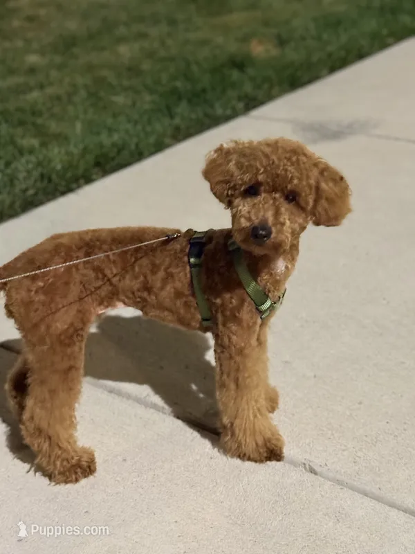 Benji – Poodle - Miniature  puppy for sale in Whitestown, IN