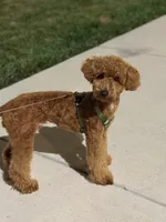 Benji, a male Poodle - Miniature  for sale in Whitestown, IN – 1 of 4