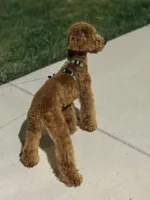 Benji, a male Poodle - Miniature  for sale in Whitestown, IN – 4 of 4