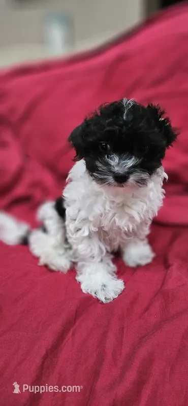 Yoshi – Shihpoo puppy for sale in Milledgeville, GA