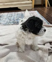 Daisy, a female Shihpoo for sale in Milledgeville, GA – 4 of 10