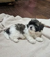 Princess, a female Shihpoo for sale in Milledgeville, GA – 2 of 10