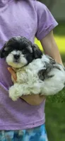 Princess, a female Shihpoo for sale in Milledgeville, GA – 8 of 10