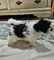 Daisy, a female Shihpoo for sale in Milledgeville, GA – 5 of 10