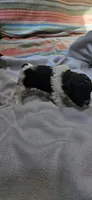 Yoshi, a male Shihpoo for sale in Milledgeville, GA – 4 of 8