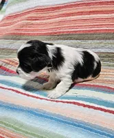 Peaches, a female Shihpoo for sale in Milledgeville, GA – 7 of 9