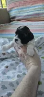 Princess, a female Shihpoo for sale in Milledgeville, GA – 7 of 9