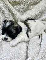 Princess, a female Shihpoo for sale in Milledgeville, GA – 8 of 9
