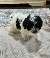 Trooper, a male Shihpoo for sale in Milledgeville, GA – 8 of 10
