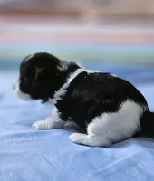 Rosa, a female Shihpoo for sale in Milledgeville, GA – 3 of 10