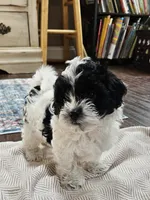Trooper, a male Shihpoo for sale in Milledgeville, GA – 9 of 10