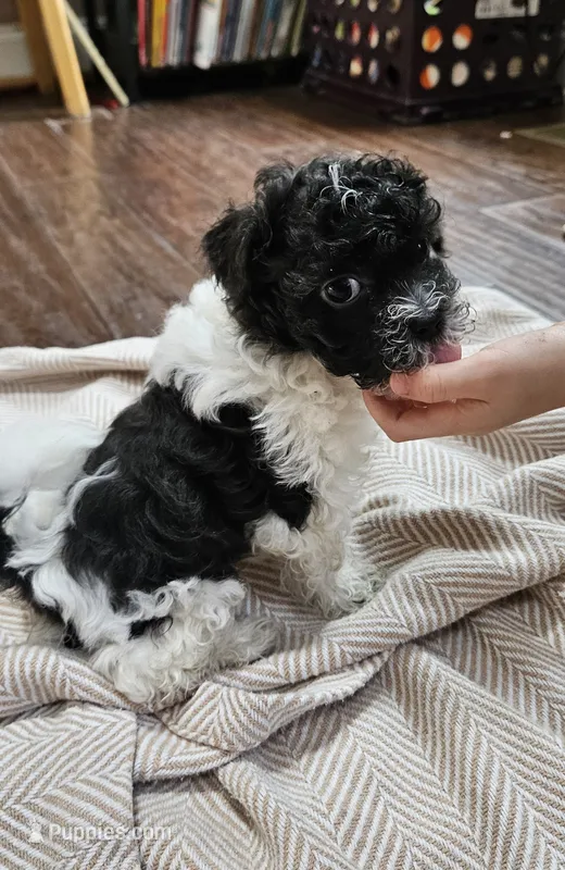Yoshi – Shihpoo puppy for sale in Milledgeville, GA