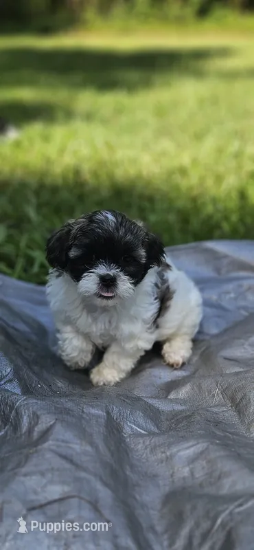 Princess – Shihpoo puppy for sale in Milledgeville, GA