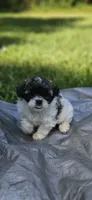 Princess, a female Shihpoo for sale in Milledgeville, GA – 9 of 10