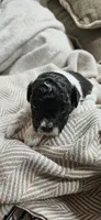 Yoshi, a male Shihpoo for sale in Milledgeville, GA – 6 of 8