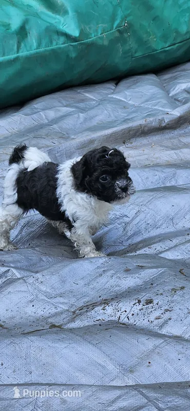 Yoshi – Shihpoo puppy for sale in Milledgeville, GA