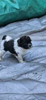 Yoshi, a male Shihpoo for sale in Milledgeville, GA – 8 of 10