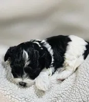 Rosa, a female Shihpoo for sale in Milledgeville, GA – 4 of 10